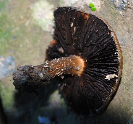 che cos''? (cfr. Psathyrella lacrymabunda)